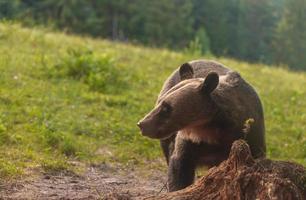 Brown bear wildlife scene photo