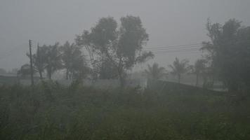 The storm is hitting the forest and heavy rain is falling in Thailand Nakhon Si Thammarat