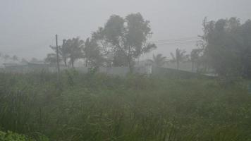 The storm is hitting the forest and heavy rain is falling in Thailand Nakhon Si Thammarat