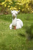 Baby llama laying down after feeding photo