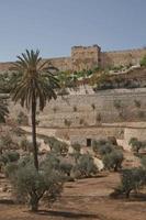 Terraces of the Kidron Valley and the the wall of the Old City in Jerusalem in Israel photo