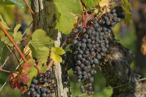 Uvas en el viñedo en el sur de Francia en la Provenza foto