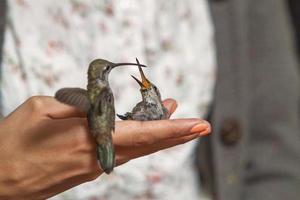 colibríes alimentándose de la mano de la niña foto