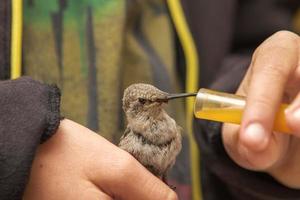 colibrí alimentándose de néctar por un niño foto