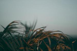 Blurred tropical green leaf background photo