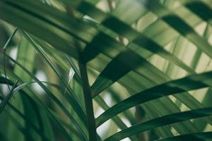 Blurred tropical green leaf outside the window photo