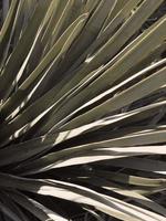 Tropical palm leaf photo