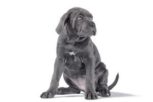 black cane corso puppy looking up on a white background photo