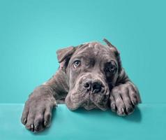 one cane corso puppy on a colored background photo