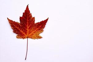 red maple leaves on the white background photo