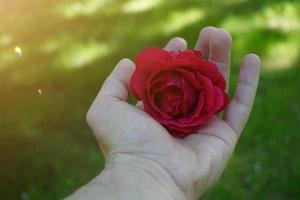 mano con una hermosa flor en primavera foto