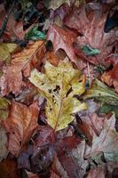 Fondo de hojas marrones secas en temporada de otoño foto