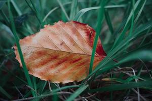 hojas secas marrones en la temporada de otoño