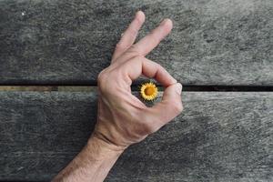 mano con una hermosa flor en primavera foto