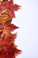 red maple leaves on the white background photo