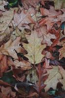 dry brown leaves background in autumn season photo