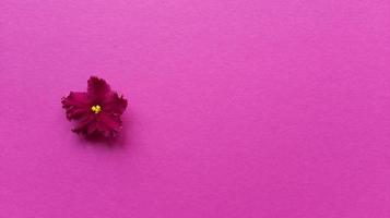 Carmine viola flower on pink background Simple monochrome flat lay with pastel texture Fashion eco concept Stock photo