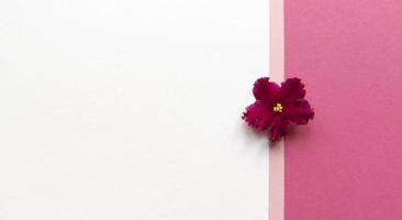 Violet plant flower on white and pink background Simple flat lay with pastel texture Fashion eco concept Stock photo