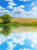 Campo de trigo dorado con cielo azul y nubes paisaje agrícola con reflejo de agua foto de stock