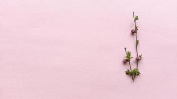 Ramas minimalistas con hojas y bayas sobre un fondo de color rosa claro con textura pastel plano simple endecha con espacio de copia concepto floral foto de stock