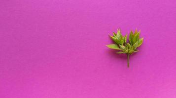 Grean leaves on pink background Simple flat lay with pastel texture and copy spase Fashion eco concept Stock photo