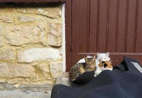 Tres lindos gatos se sientan en la puerta de entrada de una casa tradicional.