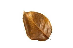 Dry leaf isolated photo