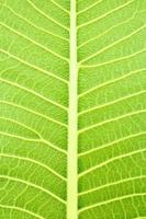 texture of leaf photo