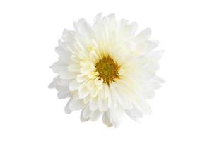 crisantemo de color blanco aislado