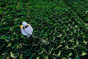 Jardinero de sexo femenino en un traje protector y una máscara de insecticida en aerosol y química en una enorme planta vegetal de repollo foto