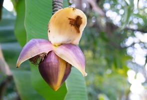 flor de plátano sobre un fondo borroso con bokeh foto