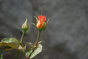 Flor exuberante rosa naranja sobre un fondo verde borroso foto