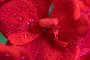 Flor de geranio rojo en macro con gotas de rocío foto