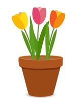 Spring Tulip Flowers in Flower Pot Vector Illustration