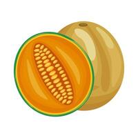 cantaloupe fresh delicious fruit detailed style icon vector