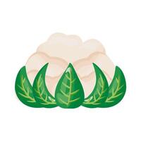 cauliflower healthy vegetable detailed style icon vector