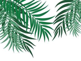 Beautiful Palm Tree Leaves Silhouette Background Vector Illustration