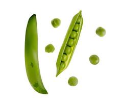 Colorful realistic 3D pod of ripe green peas isolated on white background vector