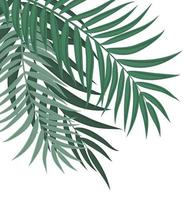 Abstract Background with Palm Leaves vector