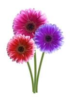 Gerbera Flower Background Vector Illustration