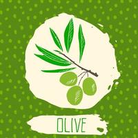 oliva dibujado a mano fruta bosquejada con hojas sobre fondo con patrón de puntos. Doodle vector oliva para logotipo, etiqueta, identidad de marca.