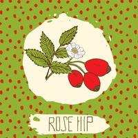 Dogrose hand drawn sketched fruit with leaf on background with dots pattern. Doodle vector rose hip for logo, label, brand identity