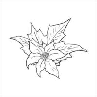 flor de nochebuena icono dibujado a mano, bosquejo del esquema doodle. ilustración vectorial aislado en blanco. vector