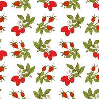 Fruit background Seamless pattern with hand drawn sketch rose hip vector illustration