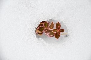 Euonymus fortunei de color rojo en la nieve foto
