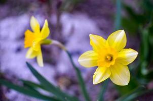 Yellow daffodil narcissus flower in spring