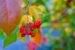 Red berries and leaves of hawthorn on the tree Autumn natural background photo