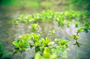 plantas de algas de agua en el río foto