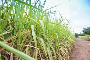 sugarcane field background photo