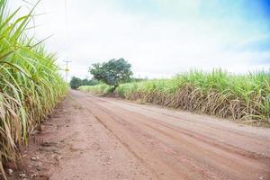 Sugarcane field background photo